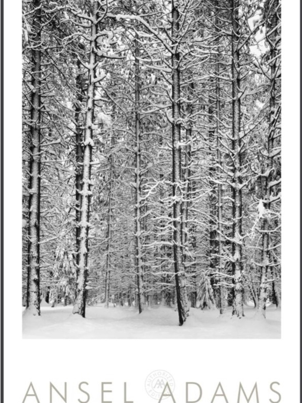 Pine Forest in Snow Photo Poster by Ansel Adams B&W Art Print -Free Shipping!